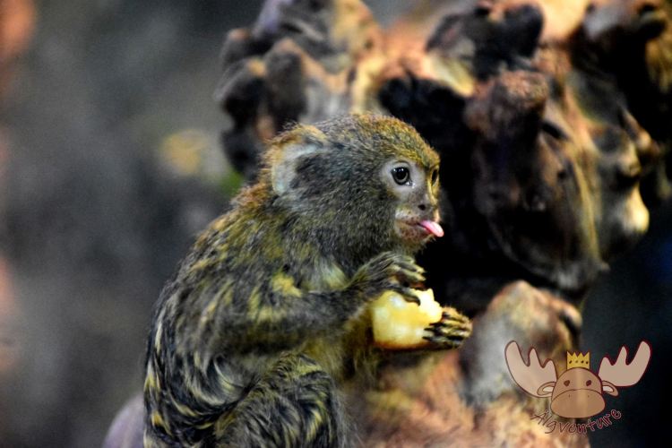 Ein Zwergseidenäffchen genießt im Zoo Linz eine Frucht. - A pygmy marmoset enjoys a fruit at Linz Zoo.