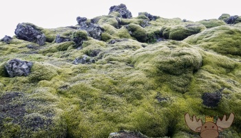 Scenic Green Lava Walk | Gönguleið um Eldhraun