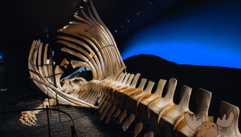 Húsavík | Der Wal fand einen natürlichen Tod und wurde nahe des Museums an den Strand gespült. - The whale died of natural causes and was washed up on the beach near the museum.