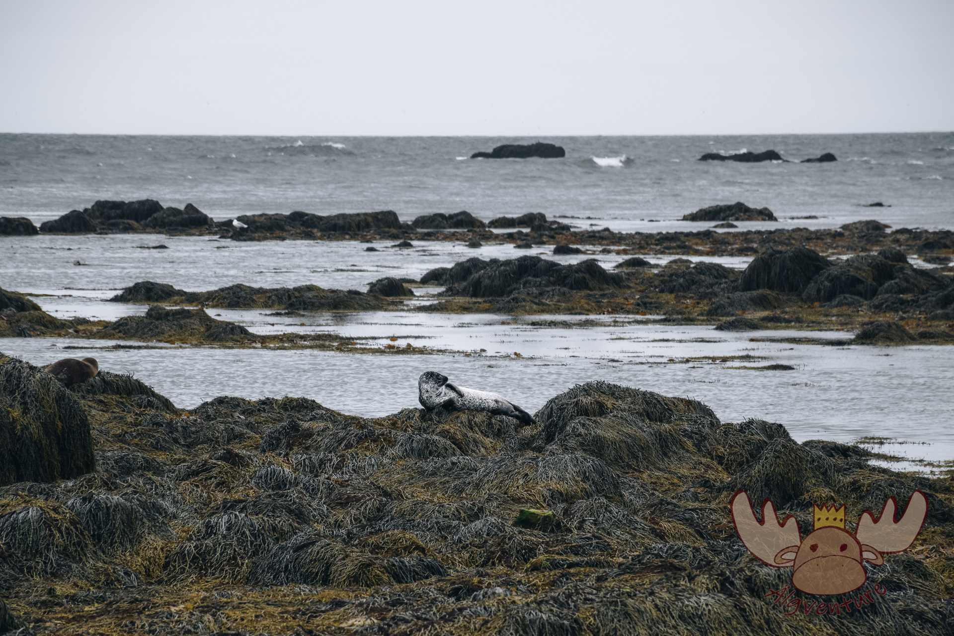 Snæfellsjökull | Der Strand von Ytri Tunga ist ein schöner Ort, um Robben zu beobachten. - Ytri Tunga beach is a beautiful place to watch seals.